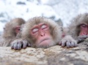 Обезьяны отдыхают в горячих ваннах