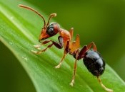 Мурахи можуть швидко знищити весь врожай  (зображення створено за допомогою ШІ)