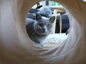 Близнюки, Леви та Риби збагатяться взимку 23/24