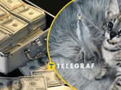 В Україні продають кошеня за кілька тисяч доларів