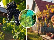 Виноград можна захистити від ос і мух бар’єрним способом