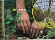 Робота на теплицях у Польщі