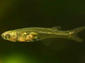 Одна з найменших риб у світі видає шум, сумірний з реактивним літаком: як це можливо