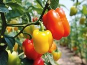 Перец очень требователен к воде