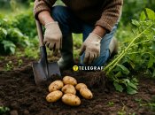 Своевременная уборка картофеля в 2025 году