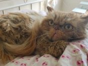 Котик из Бородянки