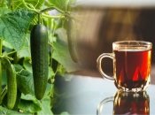 Виявляється, і від чаю на городі є користь