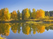 Золота осінь у бору