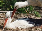 Белые аисты