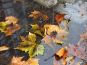 В первые дни ноября будет тепло, но ожидаются дожди