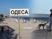 Не просто лис, а местная звезда
