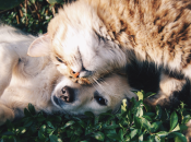 Домашние животные