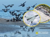 Птицы на море в Одессе, "Ланжерон" и шахед