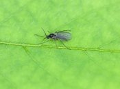 Рої чорних мошок тероризують киян: що кажуть фахівці (відео)