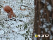 Погода у Києві