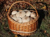 Зібрані на Вінниччині гриби у об'єктиві George Chernilevsky