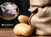 Чим не можна годувати свиней