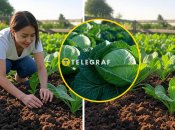 Кращі дати у травні для посадки розсади капусти в ґрунт