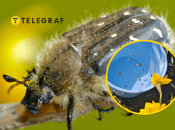 Оленка може завдати суттєвих збитків квітковим культурам