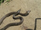 Вужі не отруйні, але можуть вкусити