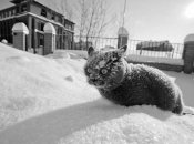 Кот, зима