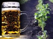 Как уничтожить вредителей на огороде, чтобы уберечь урожай