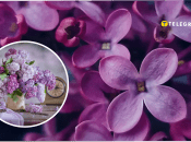 Как правильно называть "сирень"