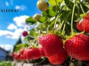 Хороший полив – гарантия хорошего урожая