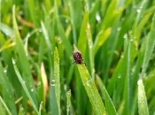 Есть простой способ прогнать паразита с участка