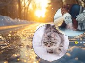 Чим посипати доріжки, щоб жоден котик не постраждав