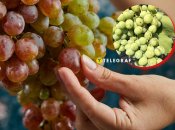 Виноград може страждати від трипса