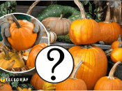 Як правильно зберігати гарбузи на зиму