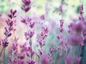 Лаванда поможет справиться со стрессом