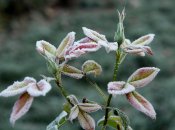 В Україні прогнозують заморозки