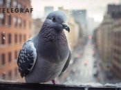 Птицы всегда считались вестниками новостей