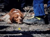 Пес-спасатель Ниндзя