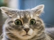 Неделя будет интересной для Водолеев и Рыб