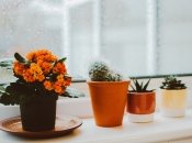 Обязательно посадите дома хотя бы одно из этих растений