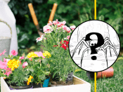 Павук сидів на асфальті