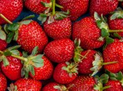 Вы принесете домой лучшие ягоды