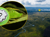 Незвичайна комаха України