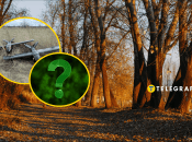 В осінньому лісі все ще можна зустріти комах