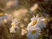 Засухи на август синоптики не обещают