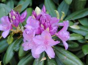 Великі квіти відрізняються сильним ароматом