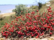 Кущі ягід на схилах Куяльника