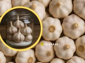 Как хранить чеснок зимой