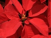 Рослина не втратить свої квіти та листя