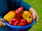 Болгарський перець