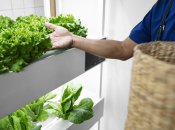 Салат и другая зелень прекрасно растут в квартире