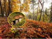 Гриб-підберезник